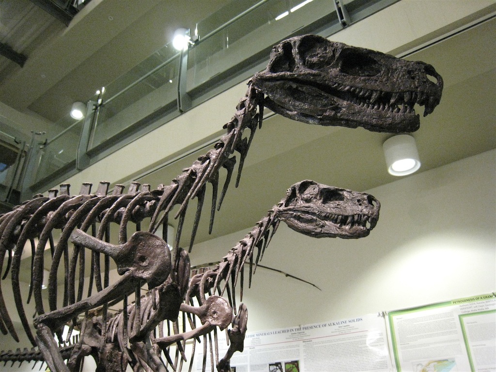 Zwei Skelette von Tyrannosaurus rex auf dem Boden einer Museumsausstellung, mit Plakaten an den Wänden, Lampen an der Decke und Glasgeländer im Hintergrund.