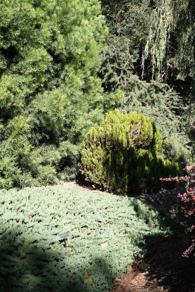 Ein Garten mit dichtem Grün und Bäumen, Boden sichtbar am Grund.
