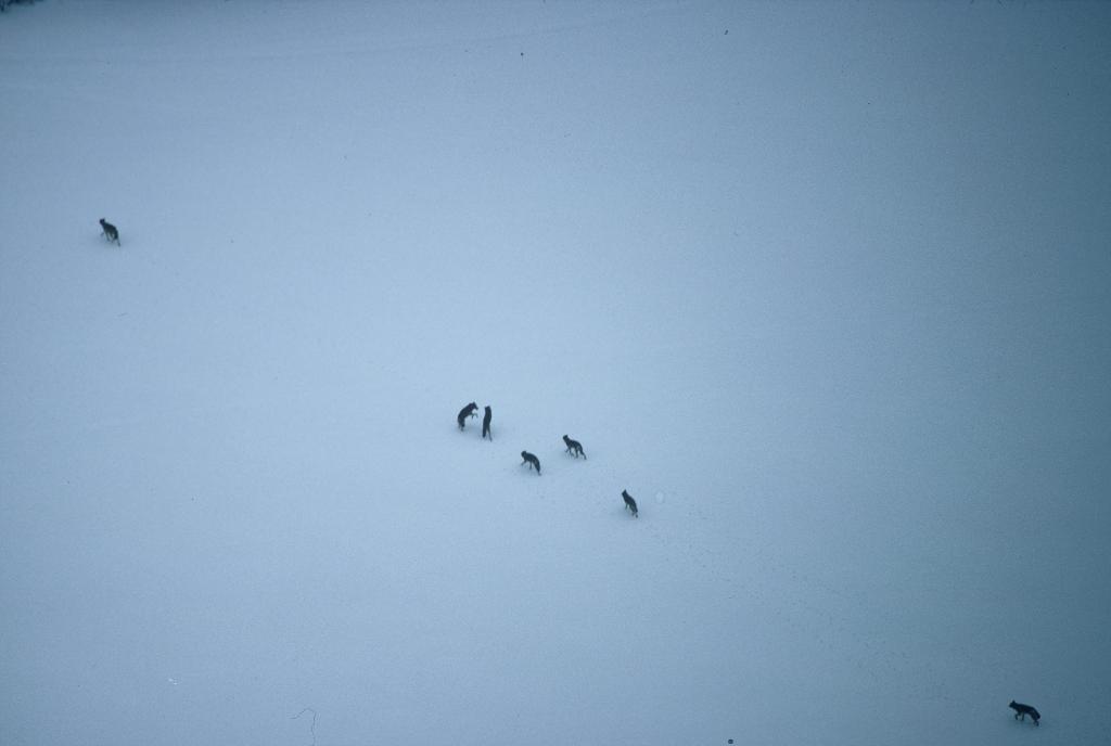 Eine schneebedeckte Landschaft mit Wölfen in der Mitte, einem unten rechts und einem oben links.