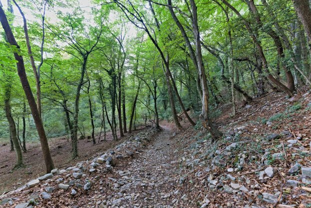 Ein schmaler Pfad windet sich durch einen dichten Wald mit hohen, grünen Bäumen, die Schatten über verstreute Felsen und den Boden werfen.