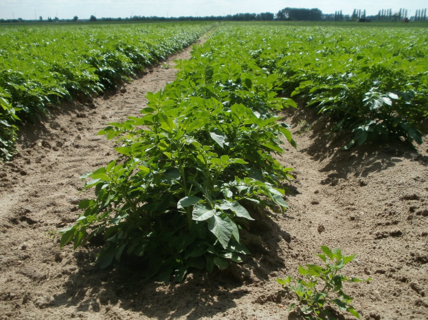 Ein Sojabohnenfeld mit grünen Pflanzen, umgeben von Bäumen und unter einem klaren blauen Himmel.