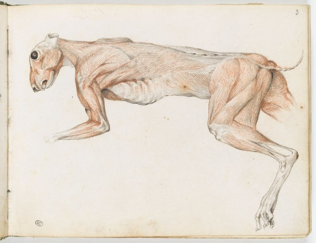 Offenes Buch mit detaillierter anatomischer Zeichnung eines Windhunds, einschließlich Kopf, Hals und Beinen.