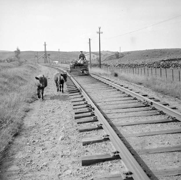 Schwarzes und weißes Foto von zwei Kühen, die auf Bahngleisen gehen, mit einer Person auf einem Fahrzeug im Vordergrund, Gras und einem Zaun auf beiden Seiten und Häusern, Bäumen, Pfählen und Himmel im Hintergrund.