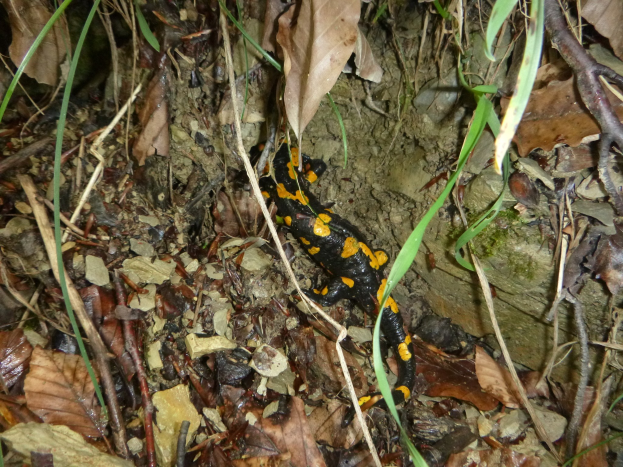 Europ├Ąischer Feuersalamander auf dem Waldboden sitzend zwischen trockenen Bl├Ąttern, Zweigen und Pflanzen.