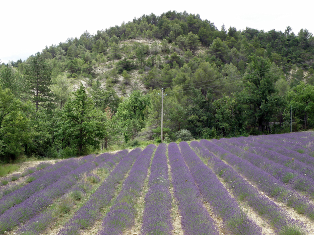 Ein leuchtend violetter Lavendelfeld in der Provence, Frankreich, mit blühenden lila Blumen, grünen Bäumen und Strommasten mit Drähten unter einem klaren blauen Himmel.