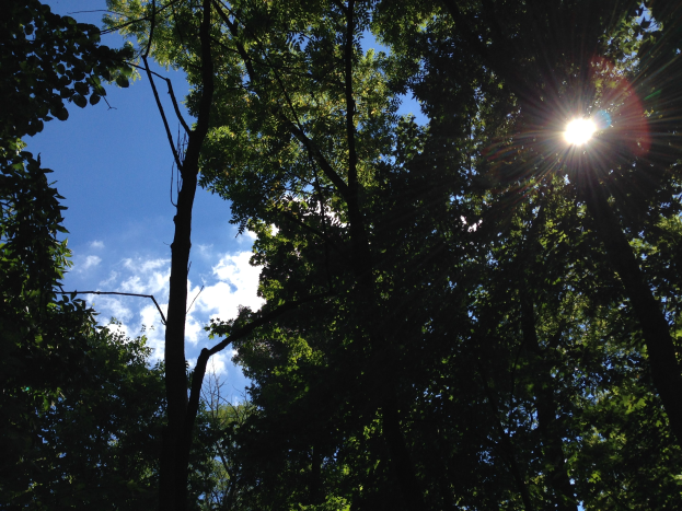 Helliges Sonnenlicht dringt durch einen dichten Wald aus hohen Bäumen und erhellt den Himmel.