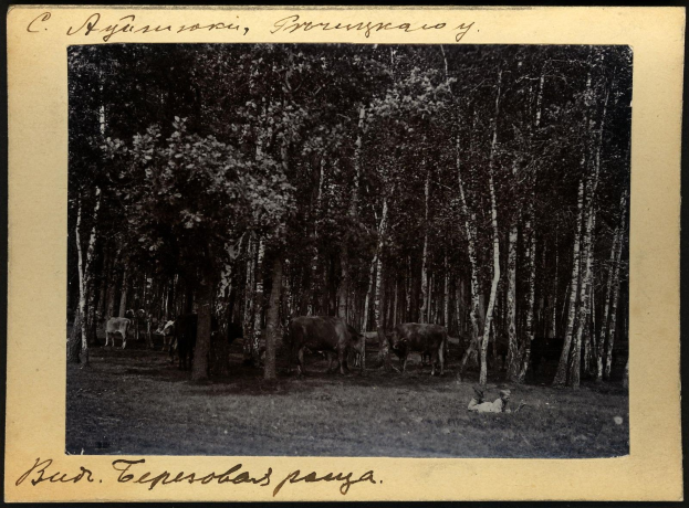 Schwarz-weiß-Foto von Kühen, die auf einer bewaldeten Fläche grasen, mit Text unten.