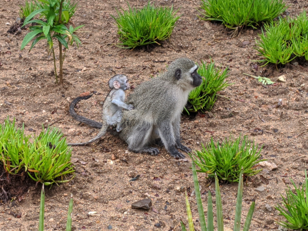 Ein Grüne Meerkatze und ihr Baby sitzen auf dem Boden umgeben von Pflanzen, wobei die Mutter das Baby nah an ihre Brust hält, beide zeigen neugierige Ausdrücke.