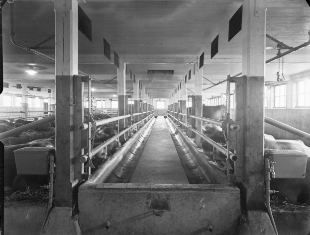 Ein Schwarz-Weiß-Foto von Kühen in einem Stall mit Pfosten, Rohren, Lampen, Fenstern und anderen Gegenständen im Hintergrund, mit Text unten.